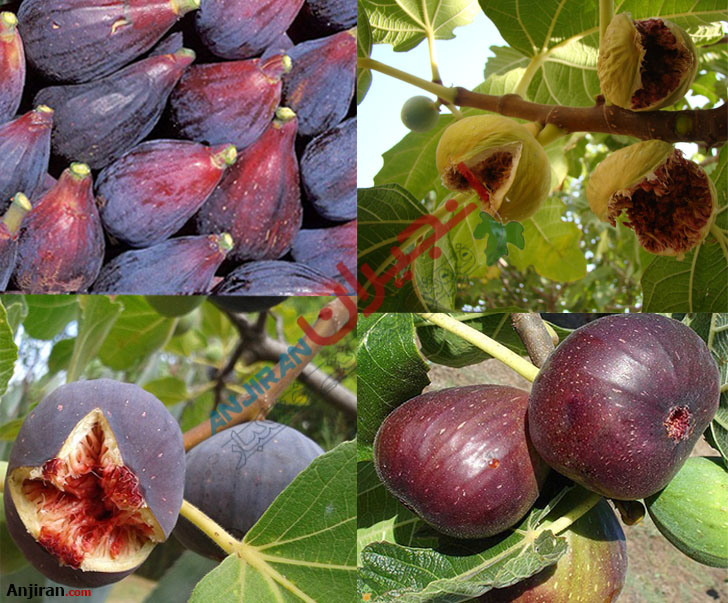 Types; Tree Fruit Classification | Anjiran | Nuts, Dried and Saffron